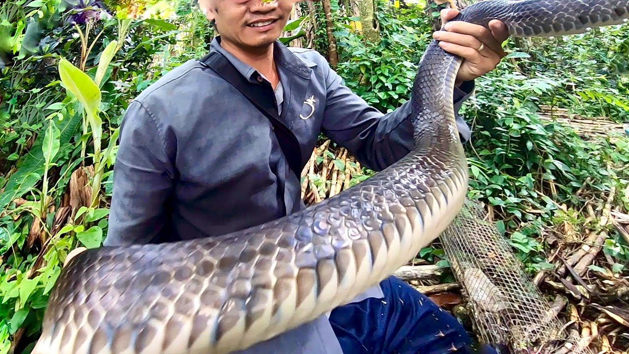 Chủ Vườn Khóc Thét Khi Biết Con Nầy Ở Đây Đã Nhiều Năm