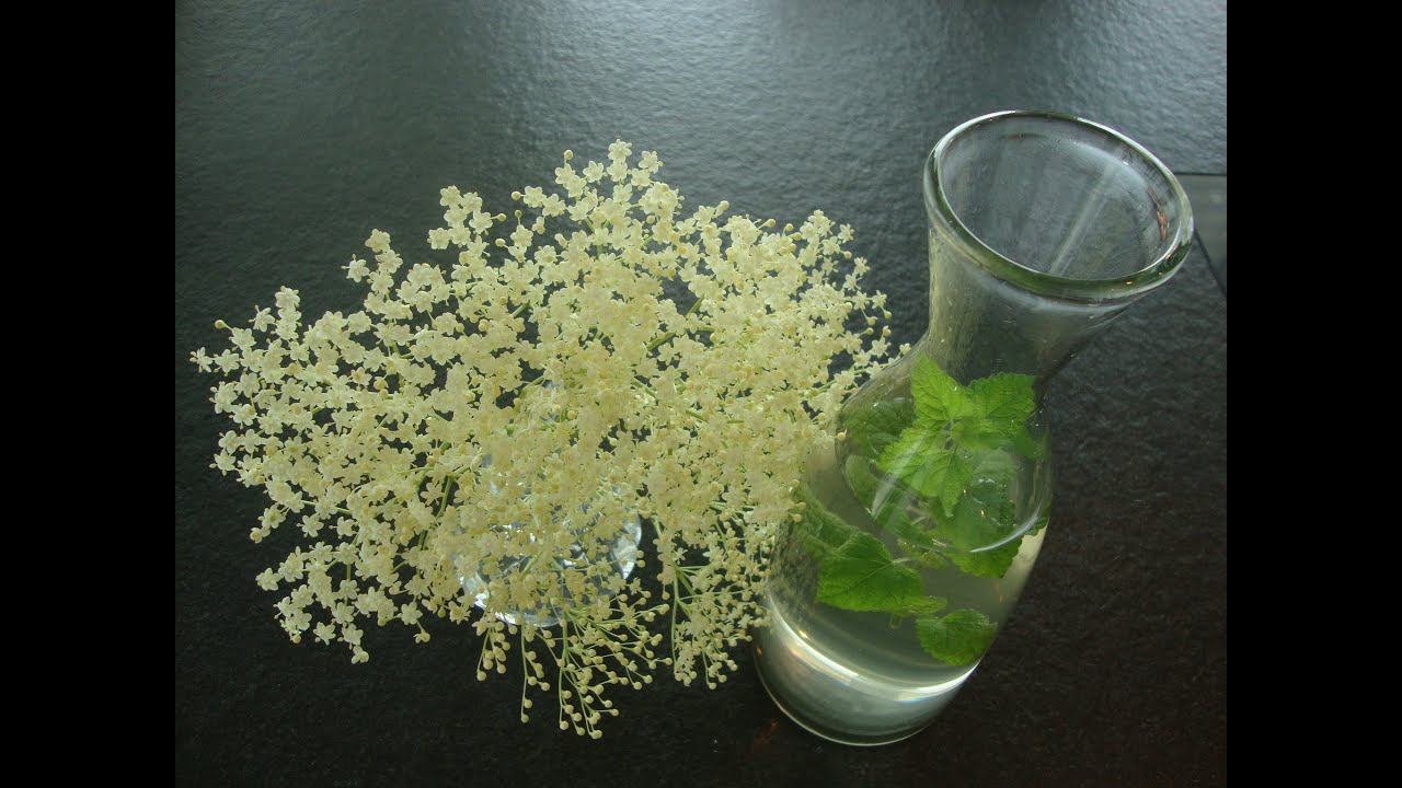 sabugueiro plantas que curam a diabetes