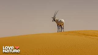 Secrets of the Arabian Wadi: Survival in the World’s Toughest Desert | Arabian Inferno 103+104