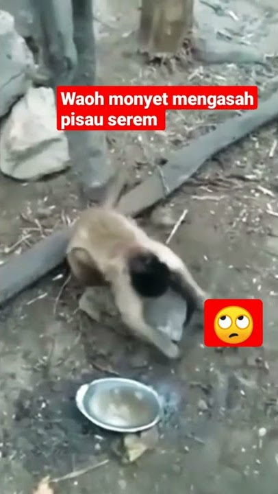 monyet mengasah pisau#shorts