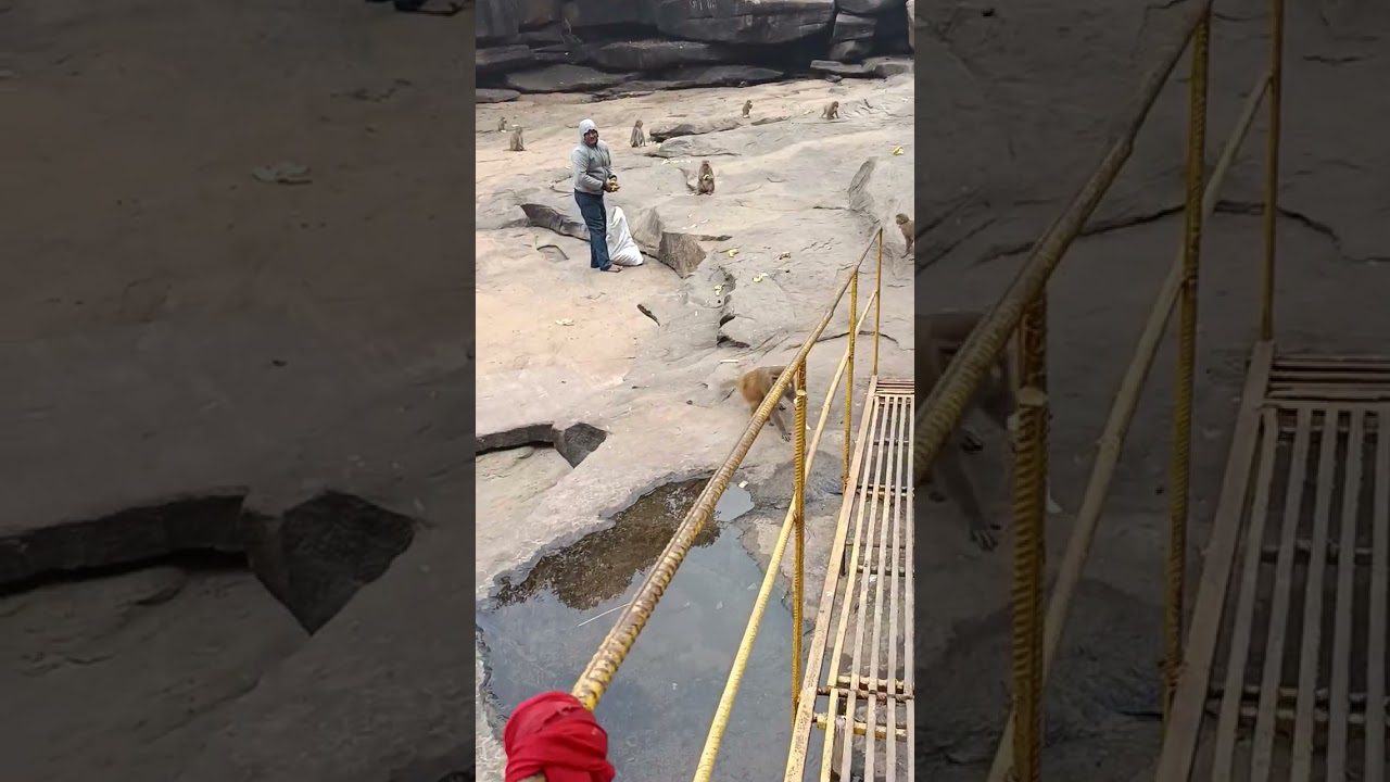 Feeding hungry animal is like feeding one's soul.