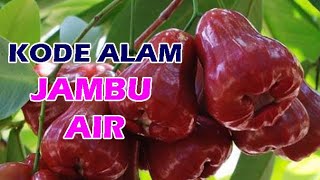 Erek Erek Jambu Air Kode Alam 2D ​​3D 4D | Angka Jambu Air | Mimpi Jambu Air