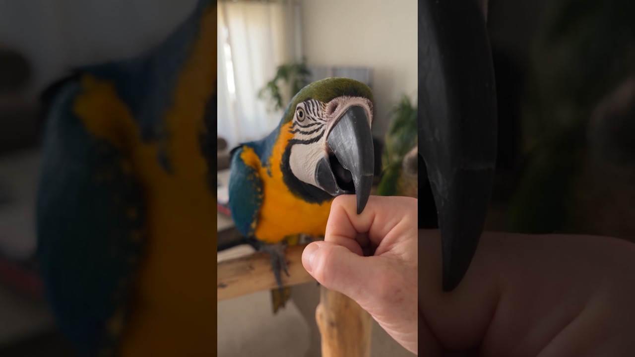 I Asked 4 Parrots for a Kiss… The Cockatoo Said “NO!” Then Chased Me 😂🦜 #aww #macaw