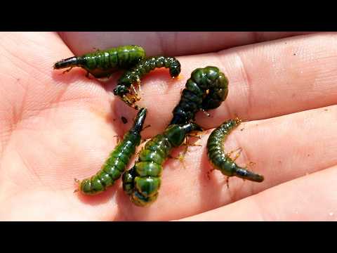 川底の石裏に潜む冬の高級珍味とって食う
