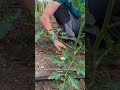 Le 3 REGOLE per riconoscere le FEMMINELLE dei pomodori! #mattthefarmer #shorts #pomodori