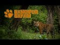 Safari in India (Bandipur) - Tiger, Leopard and Wild Dogs!!!!