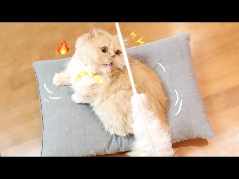 자기 몸만한 깃털 보고 <strong>경련</strong>(?) 일으키는 중ㅋㅋㅋㅋ