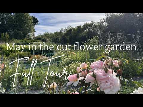 May In Cut Flower Garden - Full Tour | How I fill the May flower gap