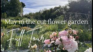 May In Cut Flower Garden - Full Tour | How I fill the May flower gap