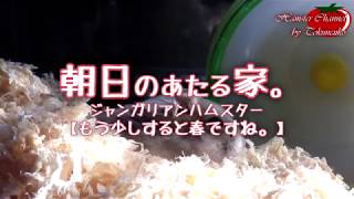 朝日の当たる家。【ハムスターと楽しく過ごそう!!】