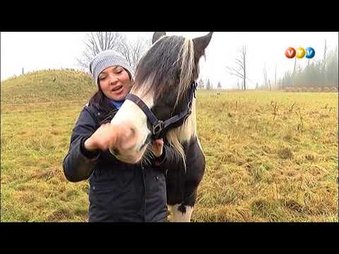 Video: Zirga Gaļa - īpašības, Priekšrocības, Izmantošana