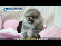 초미니 포메라니안 전문견사 :) 늑대를 닮은 곰! 희귀모색의 그녀는 곰이될상인가~~~ Mp3 Song