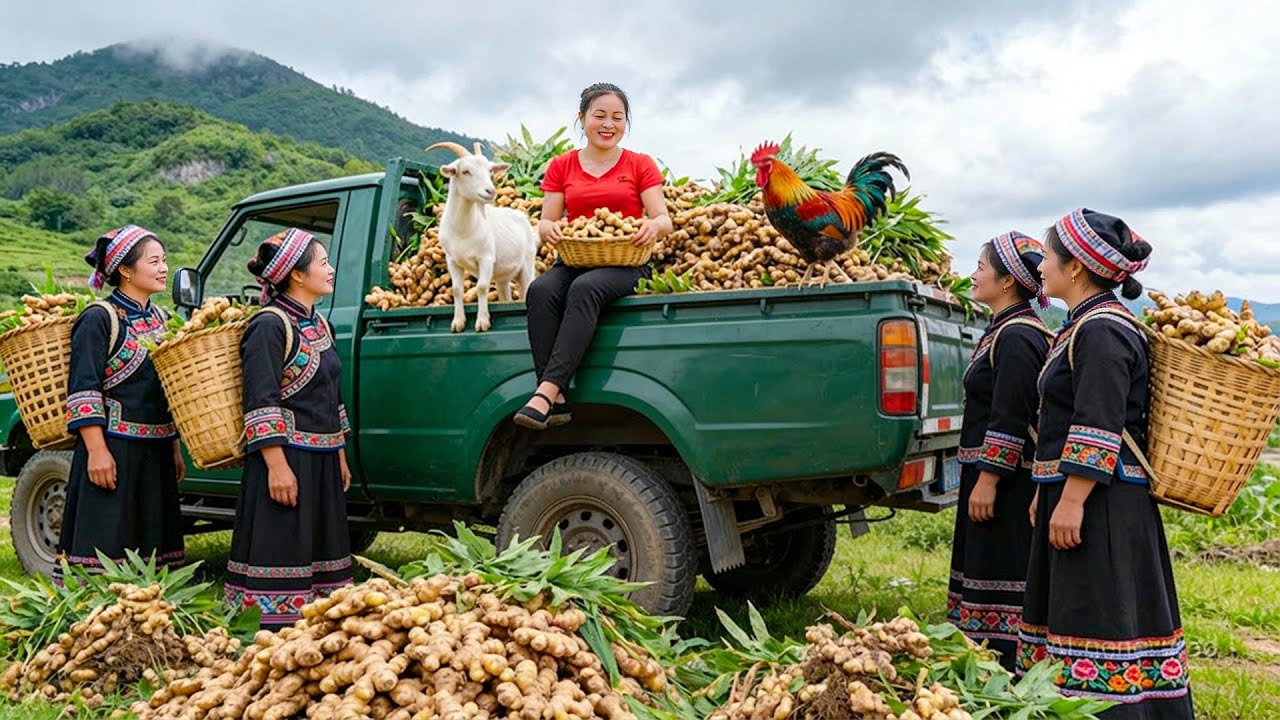 Use Truck Go To Buy A Lot Of Fresh Ginger From Ethnic People In The Highlands