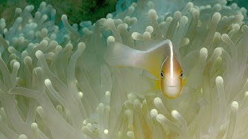 Australian Geographic Nature Photographer of the Year 2018 - Parallax Video