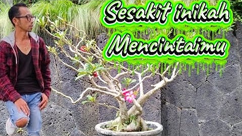 Sesakit inikah mencintaimu-Shandy Pagalla video lirik/lagu yg sangat mengiris hati tahun 2025