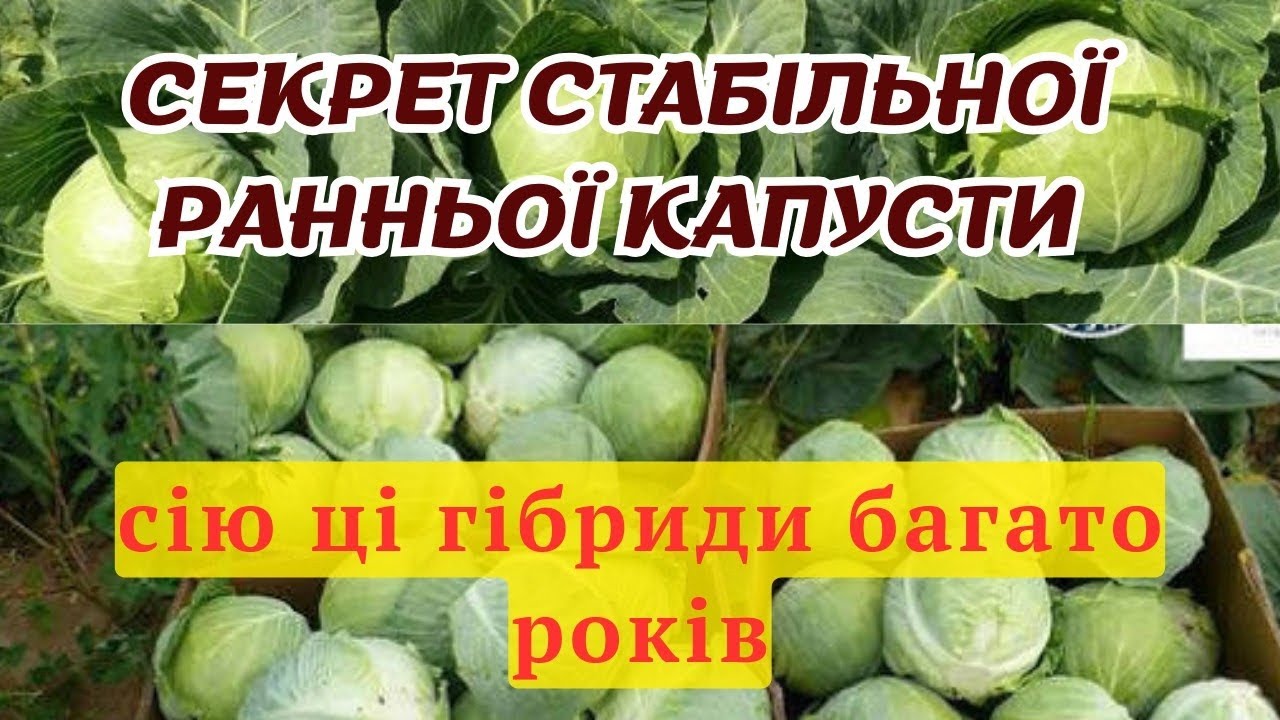 Рання капуста 2026: ТОП-3 гібриди, які не підведуть! 🥬
