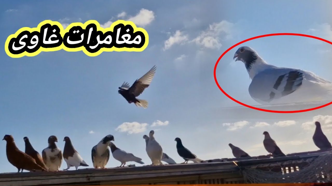 مغامرة فتحت ابلق اخضر جديد تعالو نشوف عمل اى