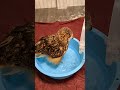 水がなくてもたらいに入ってしまうフクロウ(+注水)(〇v〇) #shorts