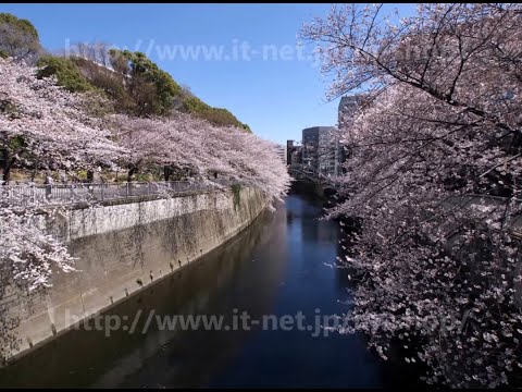 江戸川公園（神田川）の桜 2013年3月21日（平成25年）
