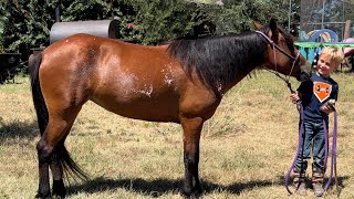 Miss Priss - 7 Year Old 12 Hand Gentle Welsh Mare