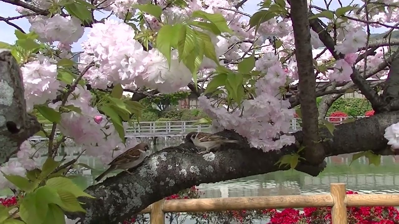 八重桜の枝上の餌場に飛んで来る雀達 20260414 （天満宮） - YouTube