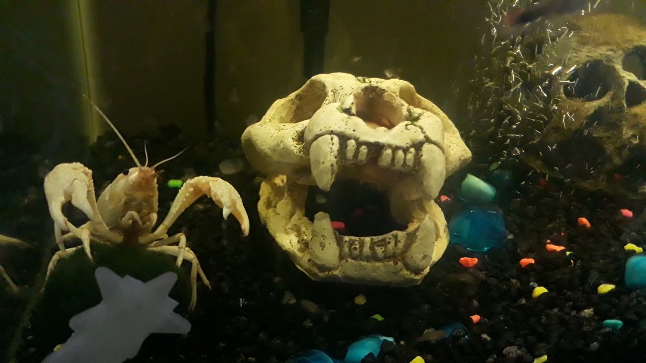 Junior and Specter's Thanksgiving pt.2