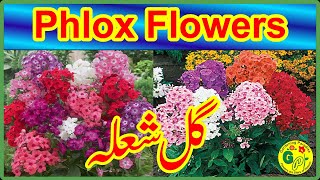 How to Grow and Care Phlox Plant | Phlox Flower Plant Care | Phlox Flower Plant | Phlox Plant Tips