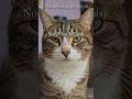 Do what is right #support #cat #quotes #thankyou
