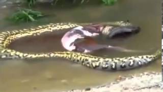 Anaconda Gigante vomita e rigurgita una mucca intera!!