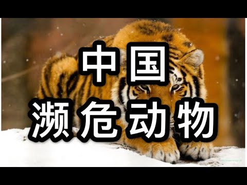 很可能再看不到的中国濒危动物雪豹，东北虎又回来了|谜之好奇心|MythCurious