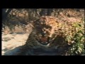 Leopards ~ The Silent Hunter