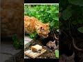 The orange cat waits in deadly silence 🐱🤫🐭 #catlife #cute #mouse #orangecat