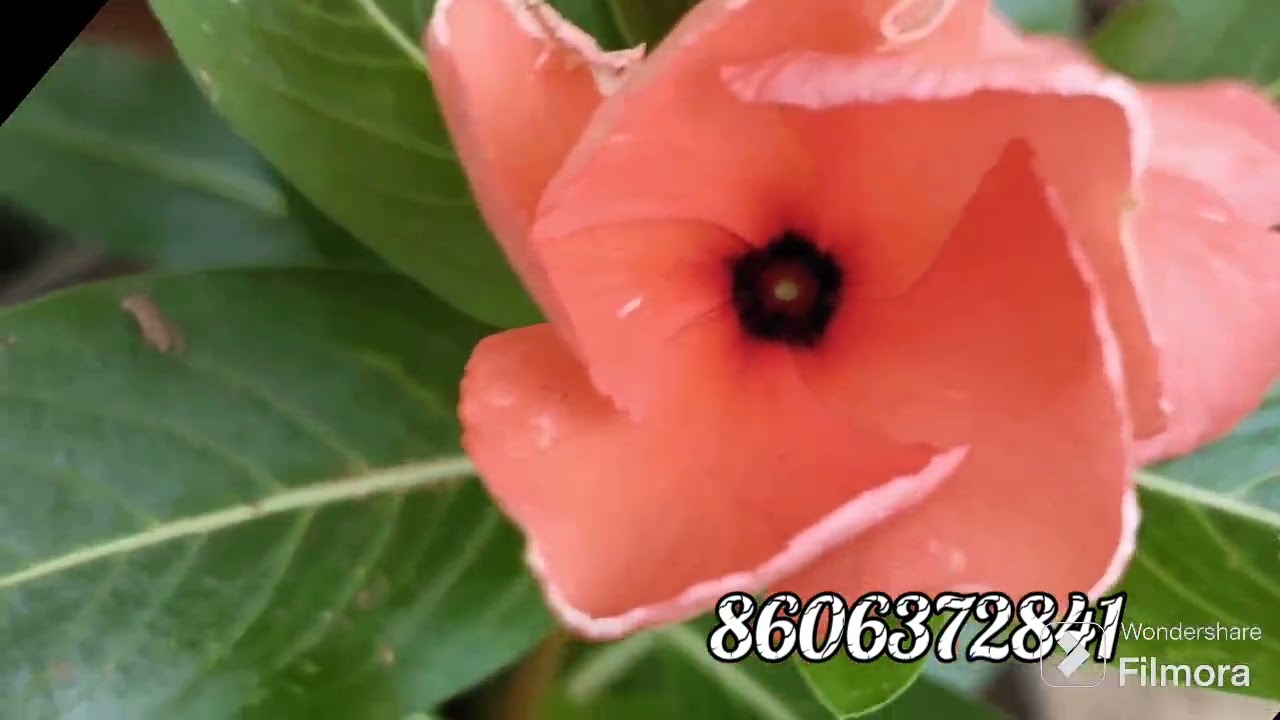 hanging vinca and tattoo vinca mature plant വൻ ഓഫറിൽ