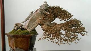 Bonsai Made In Taiwan Part 62