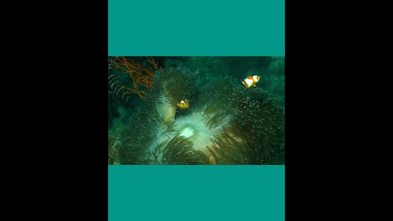 Clown Fish Swimming Inside The Corals Shorts Fyp ForYou Ranatv333 Romantic Funnyvideo