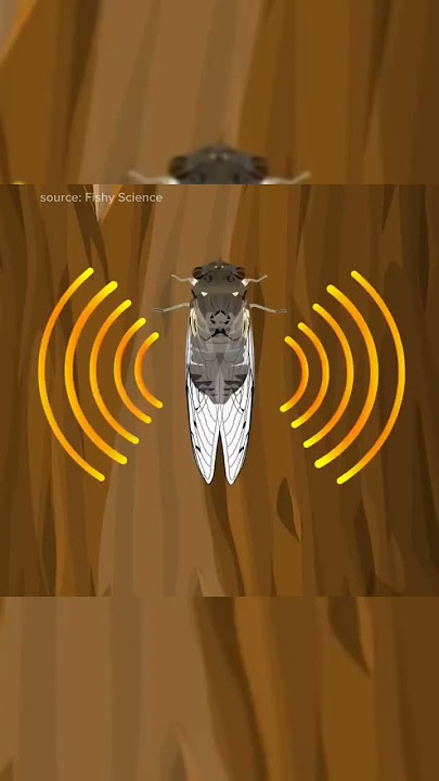 Suara Tonggeret #shorts #shortvideo