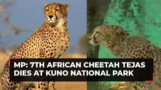 African cheetah Tejas dies in MP's Kuno National Park; 7th death in last five months screenshot 3