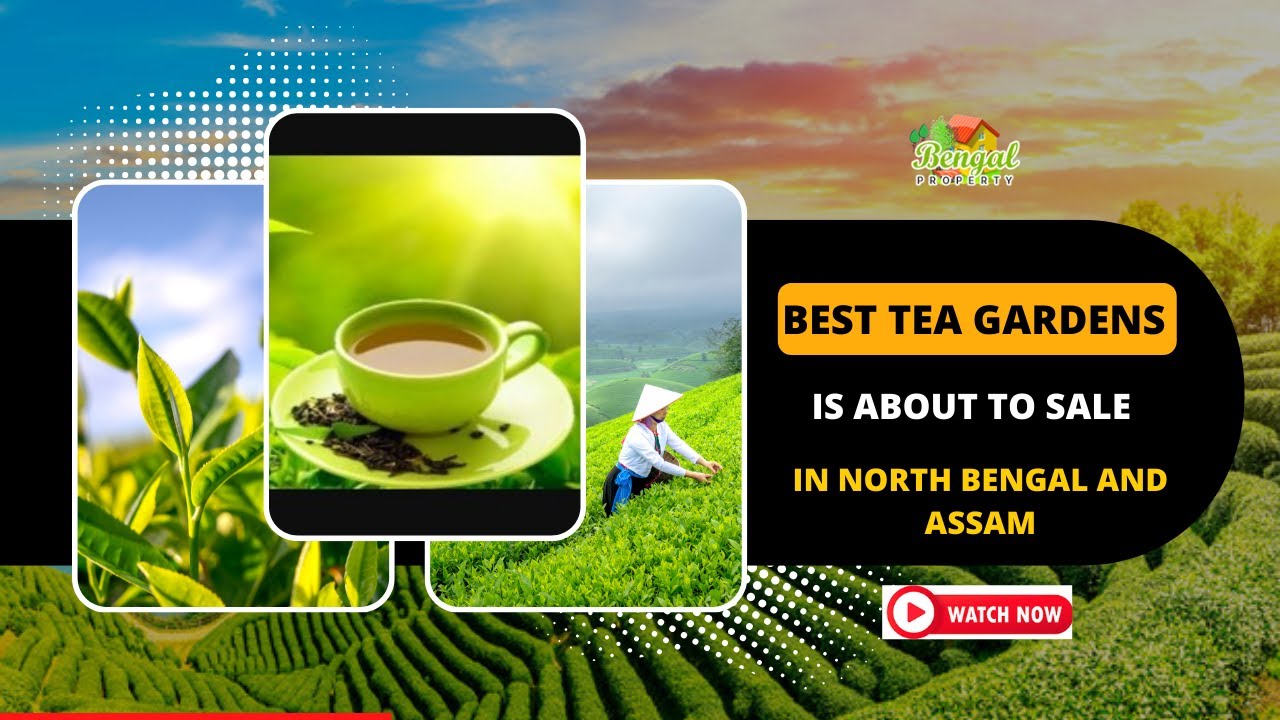Best Tea Gardens is About To Sale in North Bengal and Assam