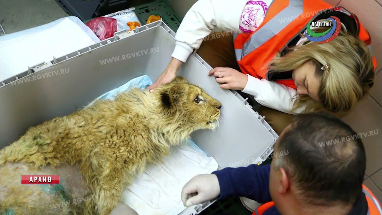 Спасенный симба. Львенок симба даллакян. Спасенный симба. Судьба львенка симба из дагестана. Спасенный симба.