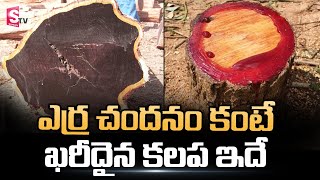 Is Black Wood More Costlier Then Red Sandalwood? | Costliest Wood On Earth | SumanTV