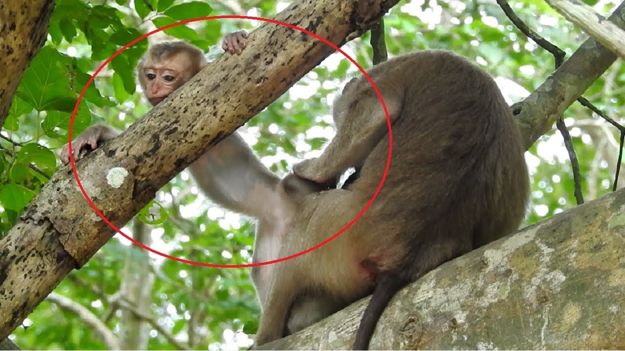 Pigtail's Baby Jealous With New Baby Monkey ST985 Mono Monkey