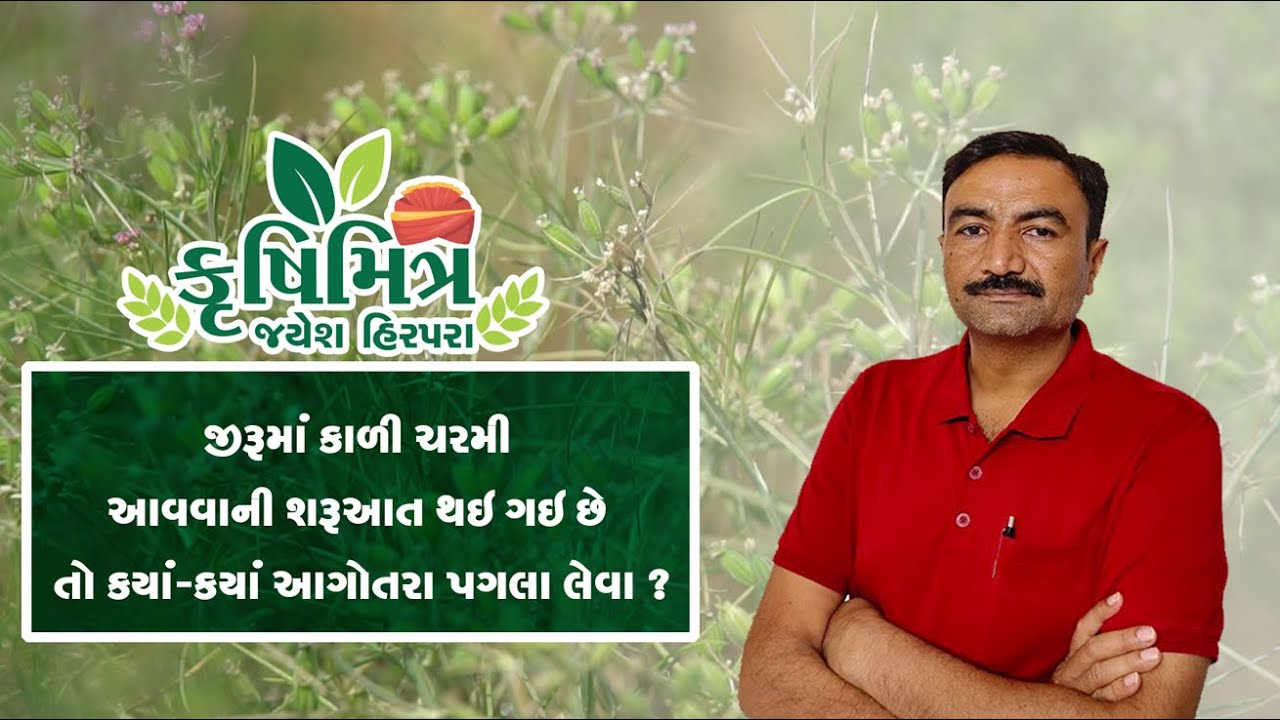 જીરુમાં કાળી ચરમી આવવાની શરૂઆત થઇ ગઈ છે તો કયાં-કયાં આગોતરા પગલાં લેવા ?