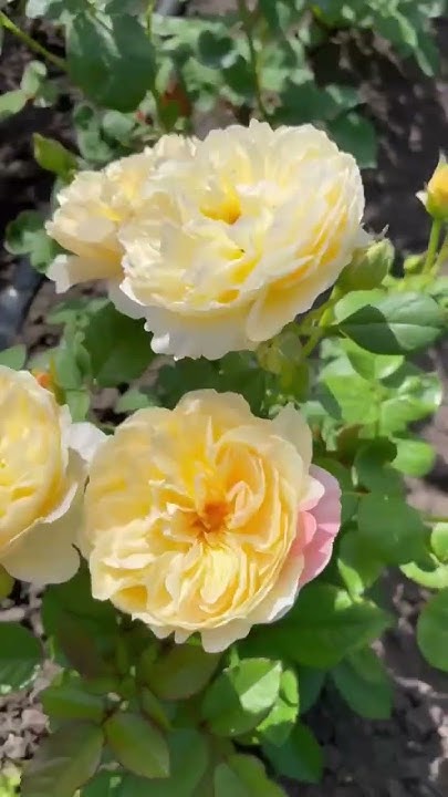 Японская Роза «Ликухоталу» 🥀Каталог rozi-yulii.ru🥀 #саженцы # ...