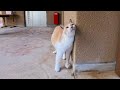海釣り公園の中の謎の建物、中には案内係の猫ちゃんがいました