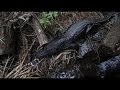 Dad Tries To Get iPhone That Nearly Became Snack for Hungry Alligator