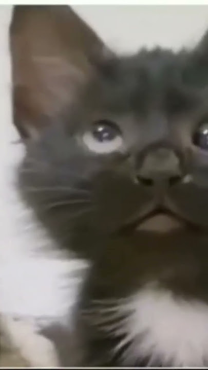 Cross Eyed Cat Meme | Viral Cat Saying Huh Meme 😺New Black Kitten Meme 😂Cat Haan Meme Orginal Video