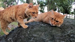 石の上でくっついて眠る仲良し茶トラ猫コンビ