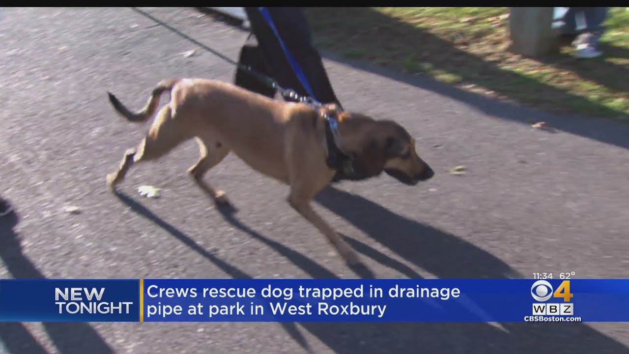 Boston Firefighters Rescue Dog From Drain Pipe In Millennium Park - YouTube