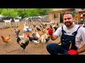 Kırsalda Huzurlu Çiftlik Rutini 🌿🐔 | Gezen Tavuk Çiftliği ve Karışık Kümes Hayvanları