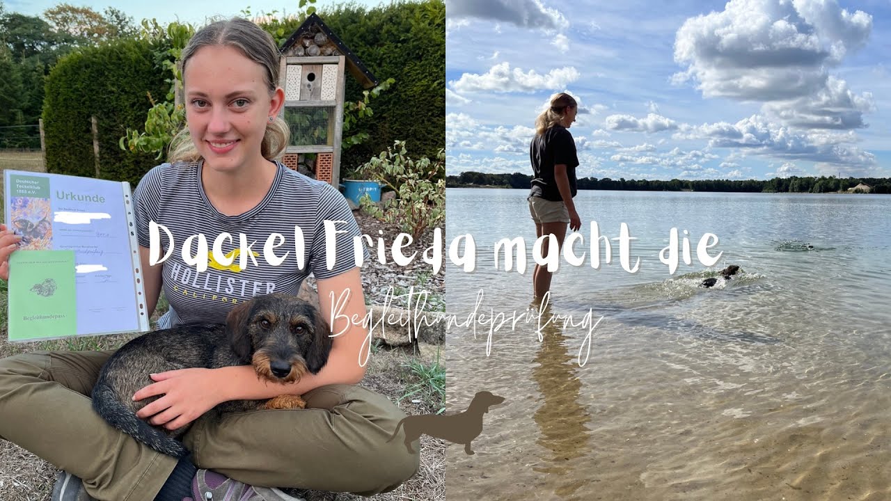 Dackel Frieda macht die Begleithundeprüfung - Einblicke ins Training & Ergebnis der Prüfung